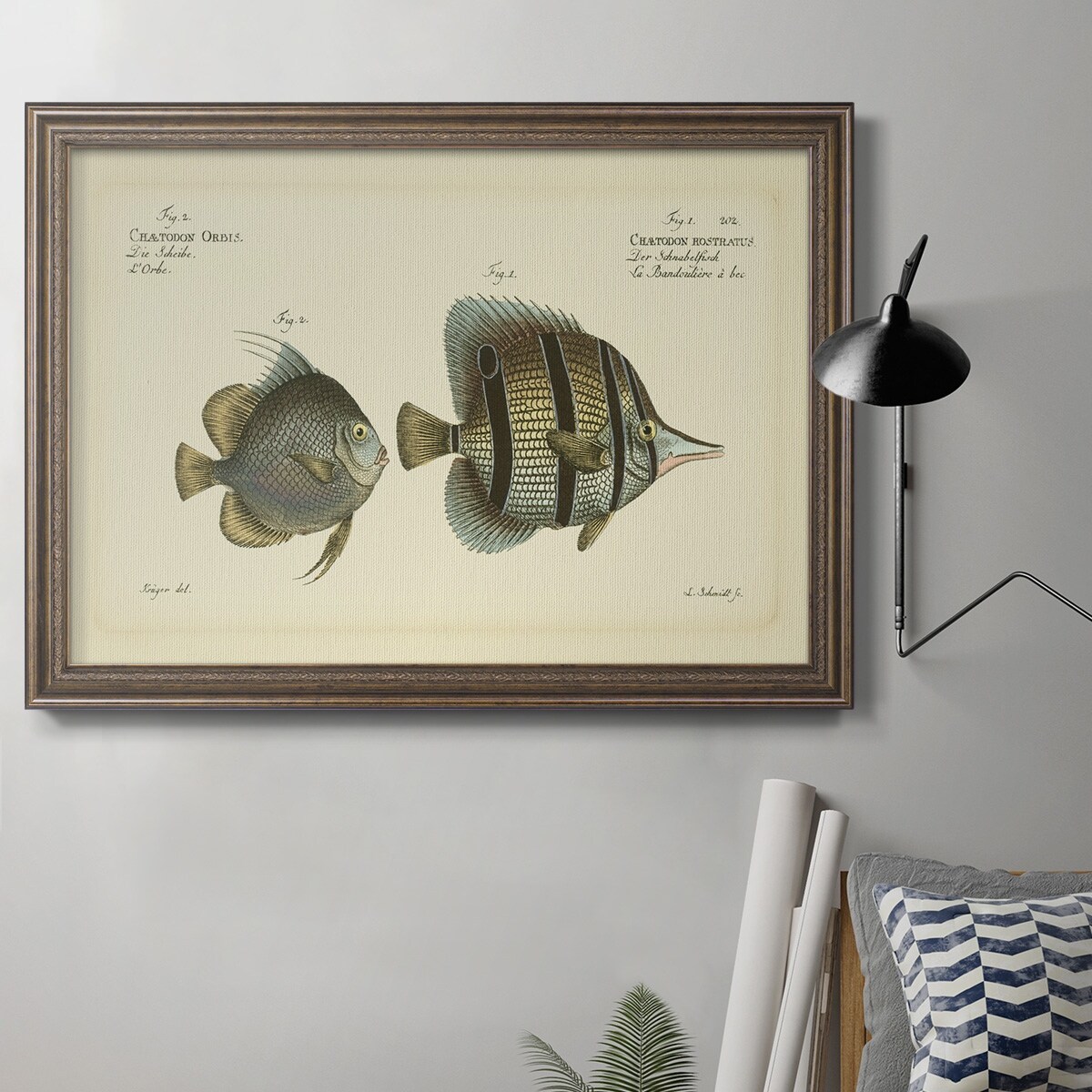 Bloch Antique Fish III Premium Framed Canvas- Ready to Hang