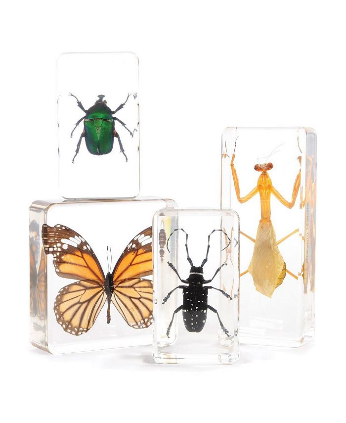 Kaplan Early Learning Insect Specimen Set - Set of 4