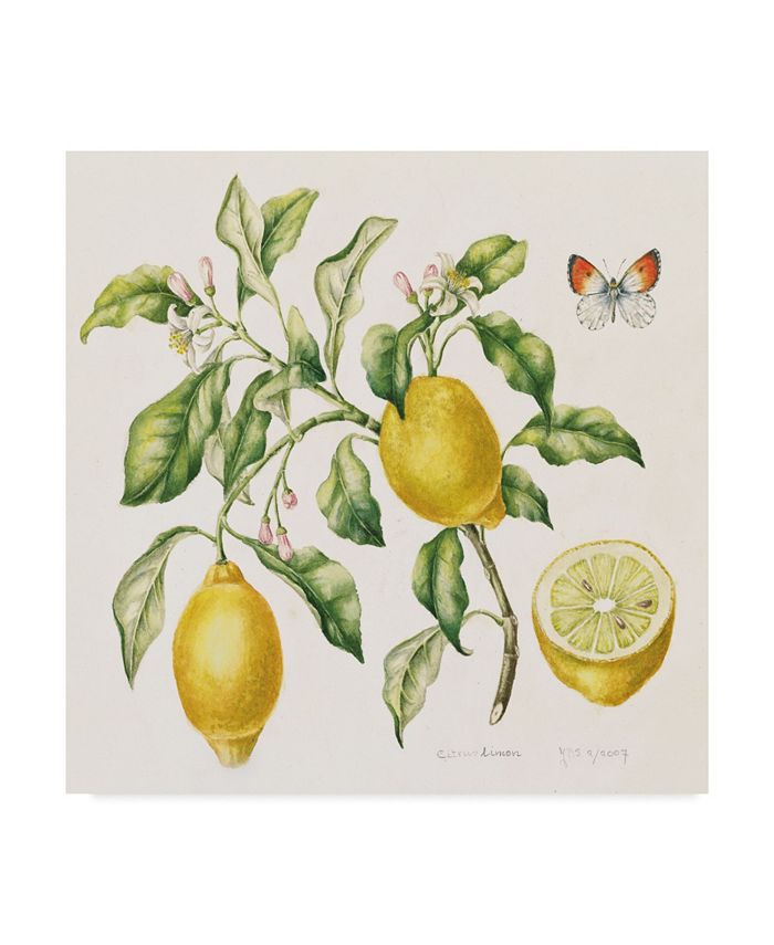 Trademark Global Janneke Brinkman-Salentijn 'Lemon Bouquet' Canvas Art - 18" x 18"