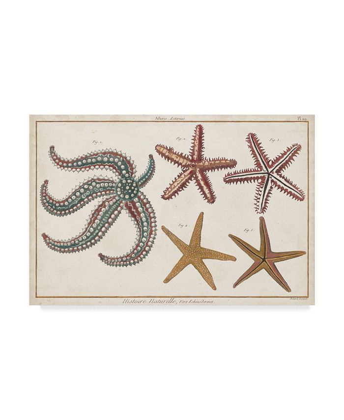 Trademark Global Denis Diderot Starfish Naturelle II Canvas Art - 15" x 20"