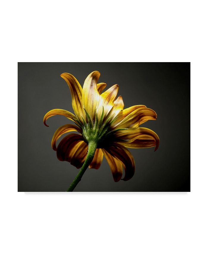 Trademark Global James Mcloughlin Studio Flowers III Canvas Art - 15" x 20"