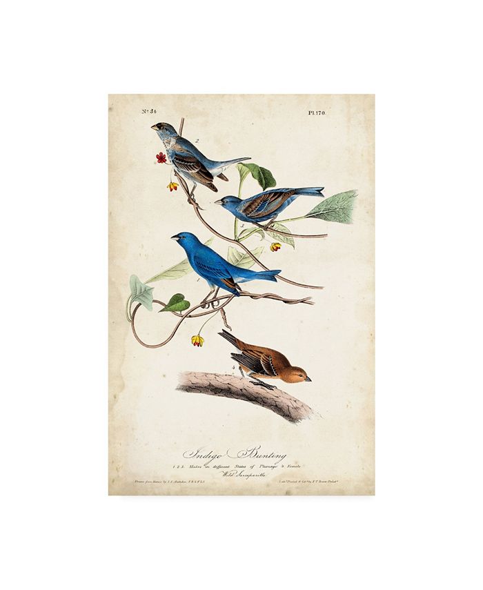 Trademark Global John James Audubon Indigo Bunting Birds Canvas Art - 20" x 25"