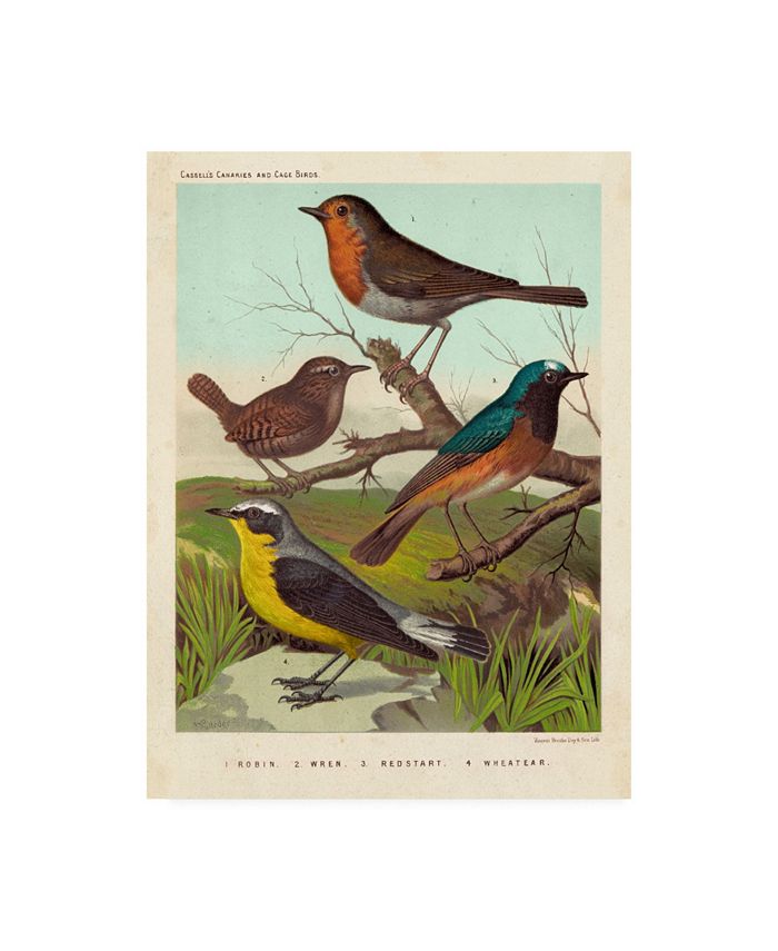 Trademark Global Cassell Robin, Wren and Redstart Canvas Art - 20" x 25"