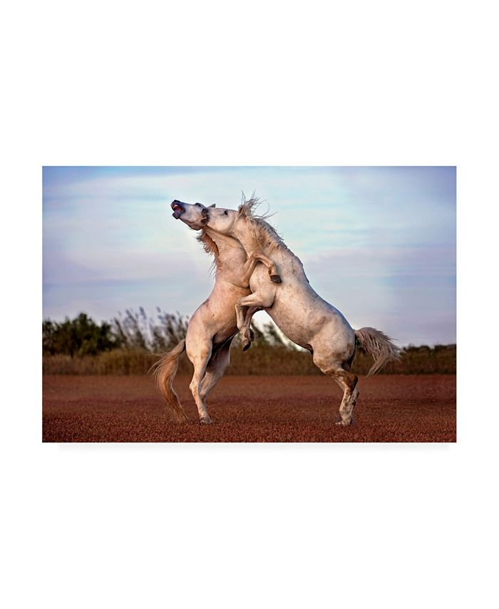 Trademark Global Xavier Ortega Horses Fighting Canvas Art - 37" x 49"