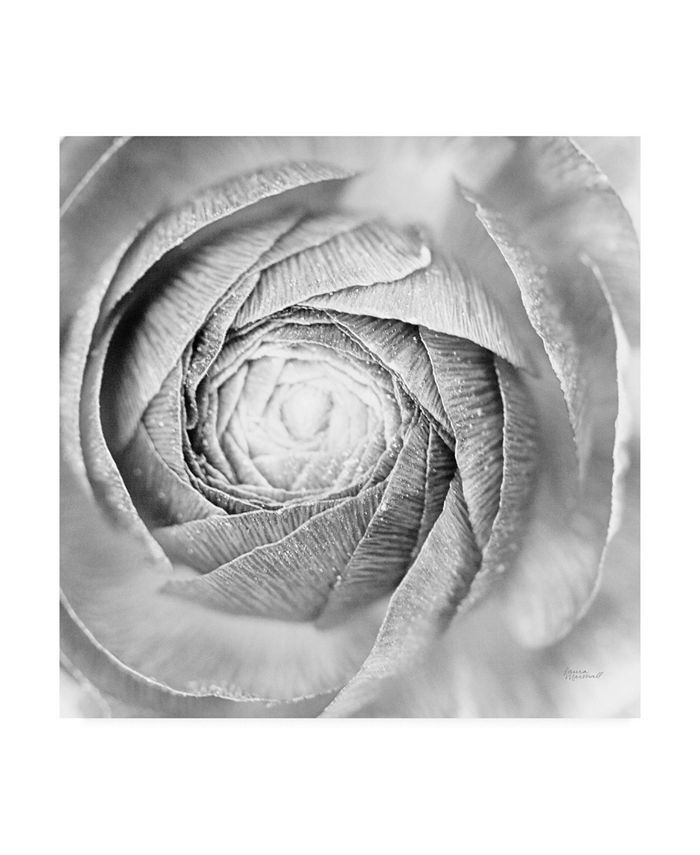 Trademark Global Laura Marshall Ranunculus Abstract I Bw Light Canvas Art - 27" x 33"