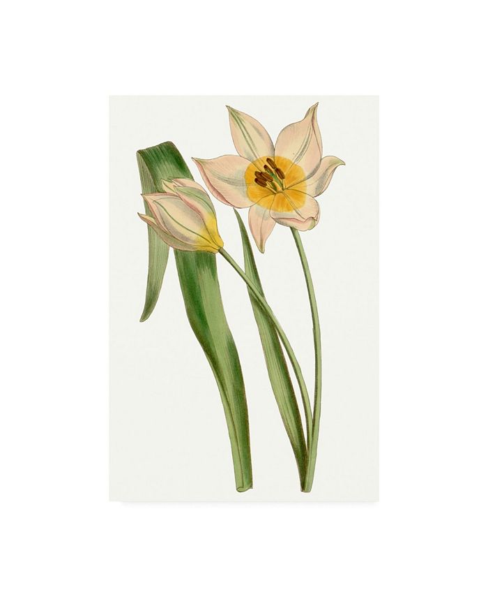 Trademark Global Curtis Curtis Tulips III Canvas Art - 27" x 33.5"