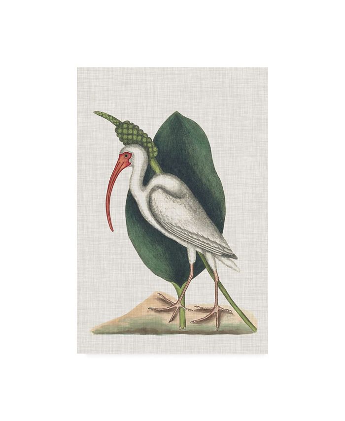 Trademark Global Mark Catesby Catesby Heron VI Canvas Art - 19.5" x 26"