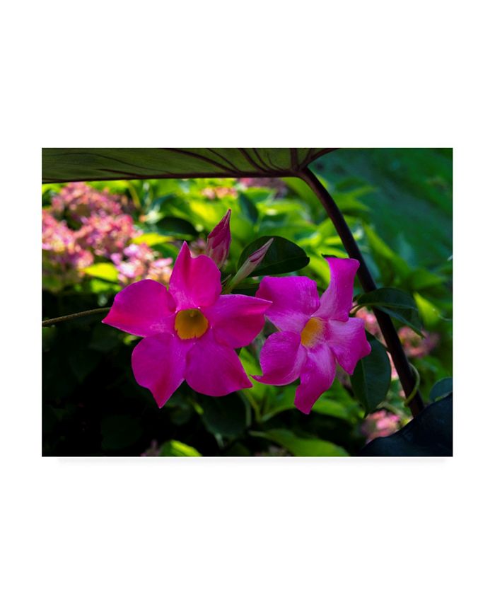 Trademark Global Kurt Shaffer Photographs Pinks and greens of Spring Canvas Art - 15.5" x 21"