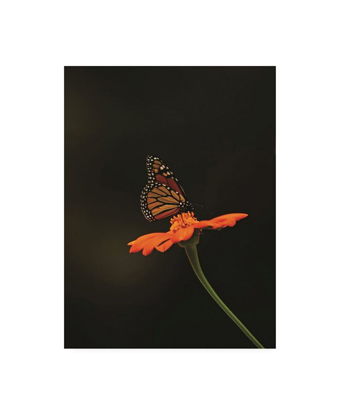 Trademark Global Kurt Shaffer Photographs Monarch on Orange Canvas Art - 15.5" x 21"