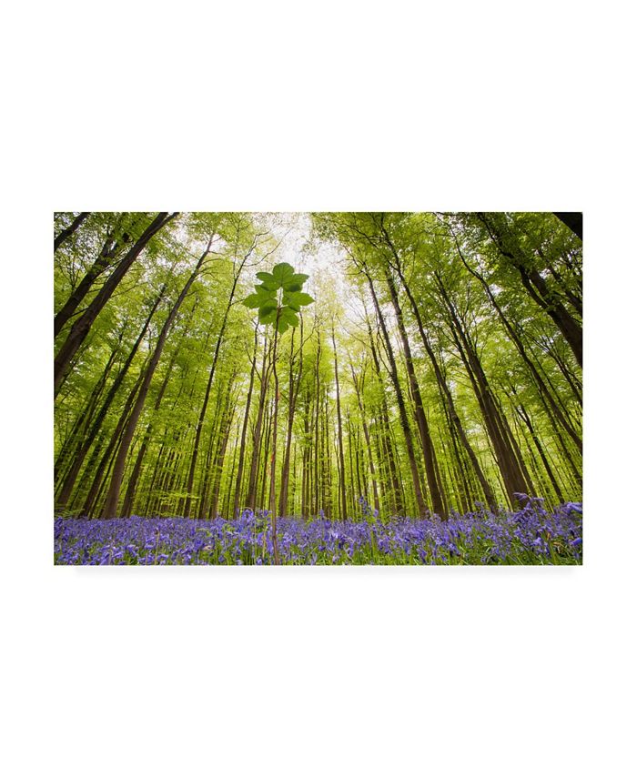 Trademark Global Wilco Drag Hallerbos Canvas Art - 27" x 33.5"